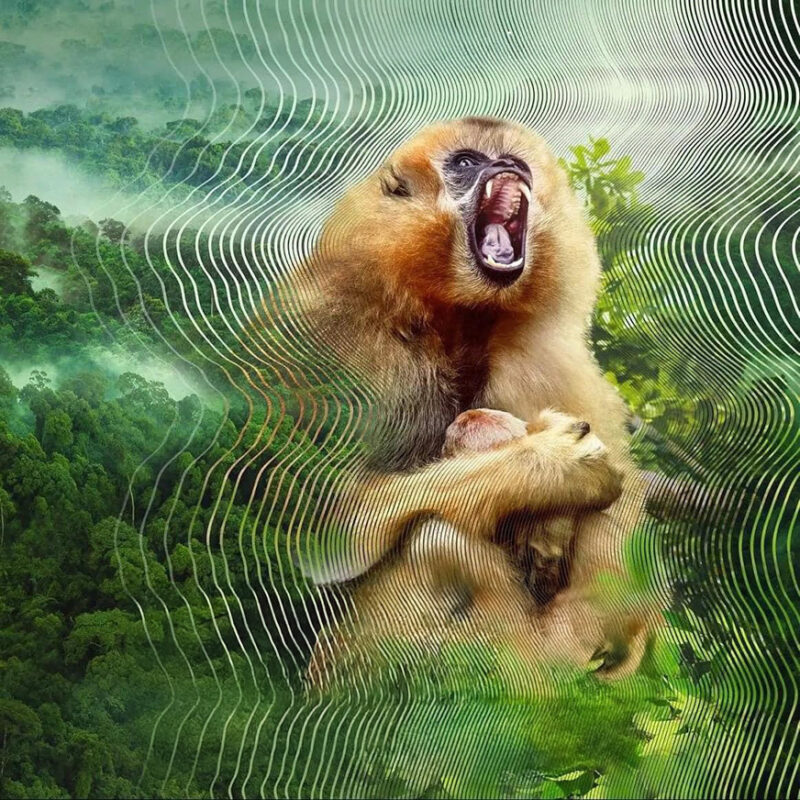 Secret World of Sound Image