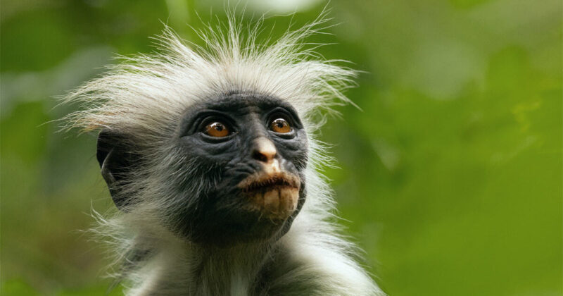 The Secret Lives of Animals Apple Image